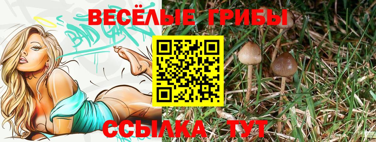 дарнет шоп  Вход с VPN  Нижний Новгород  Псилоцибиновые грибы Cubensis  Псилоцибиновые грибы Cubensis 